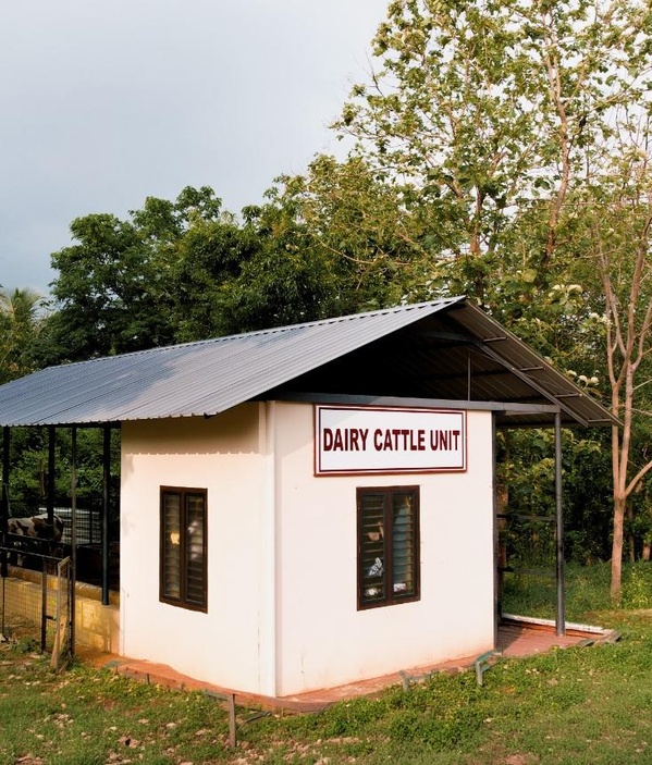 Dairy Cattle Unit